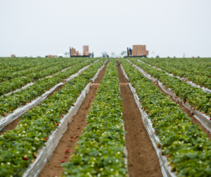 Strawberry fields in Monterey, CA.