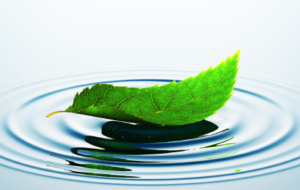 Green leaf floating on water, with a ring of ripples.